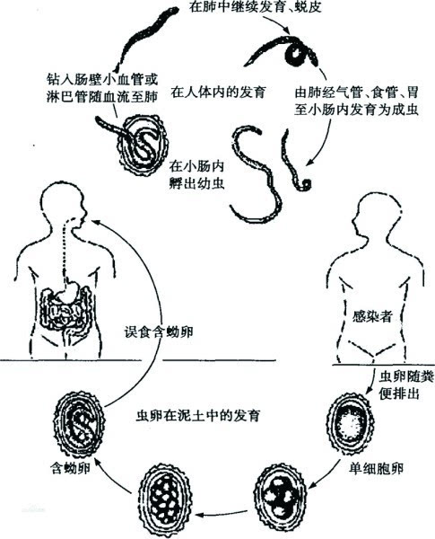 为什么会有蛔虫图片