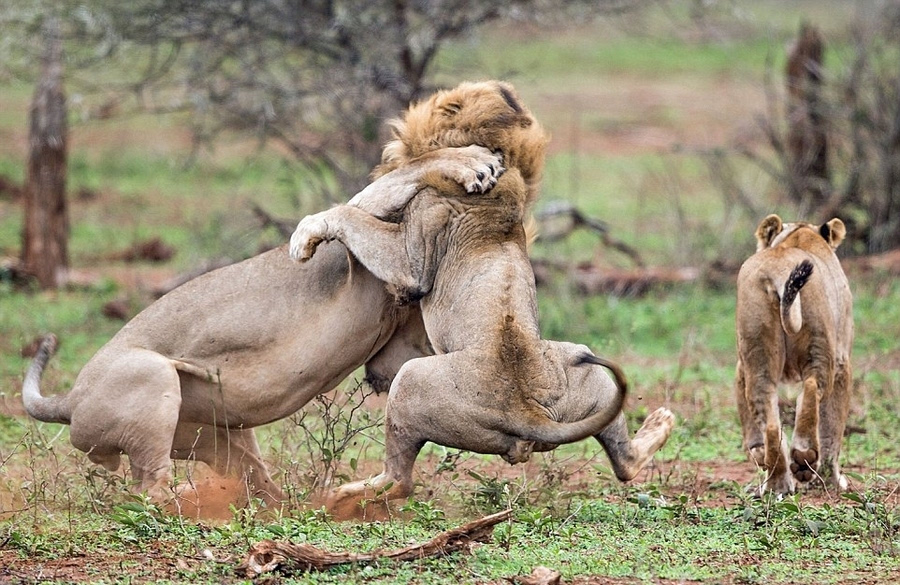 跃动的荷尔蒙:南非两雄狮为争与雌狮约会火拼