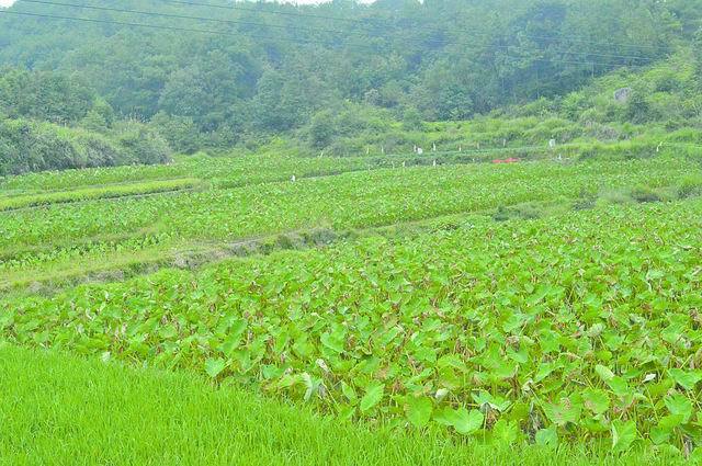 赖店镇潘硎村打出"香芋村"招牌