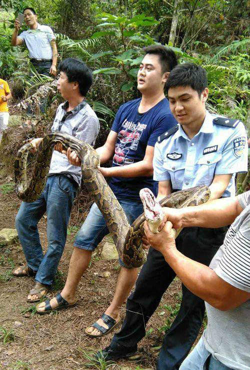 鉴于蟒蛇属于国家一级野生保护动物,民警将巨蟒带下山,移交给森林