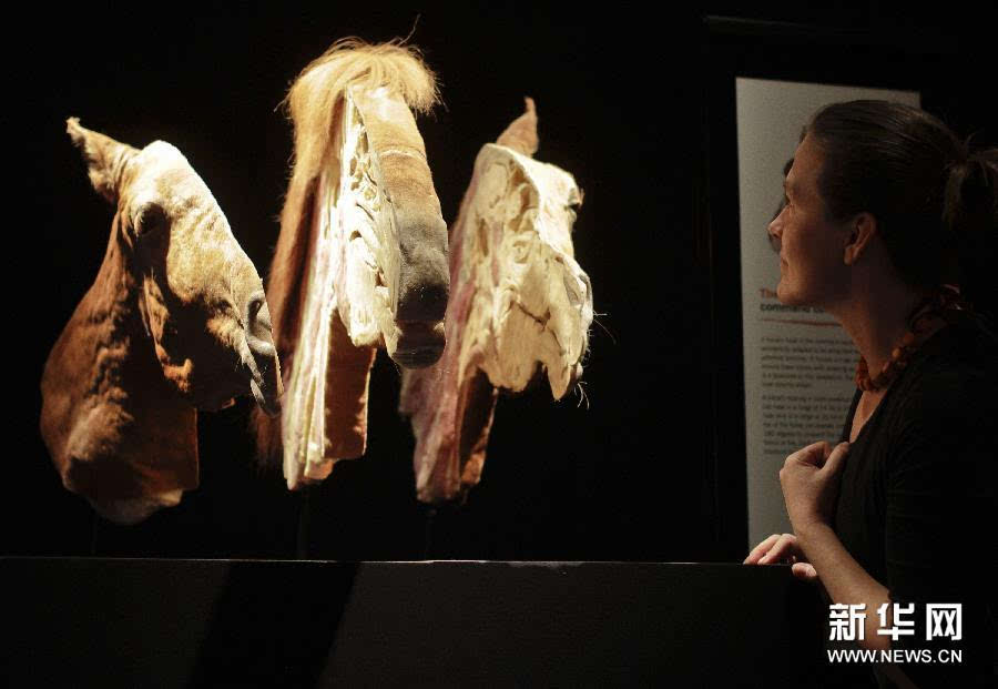 科学馆举行的塑化动物标本展上,市民近距离观看塑化后的马头标本