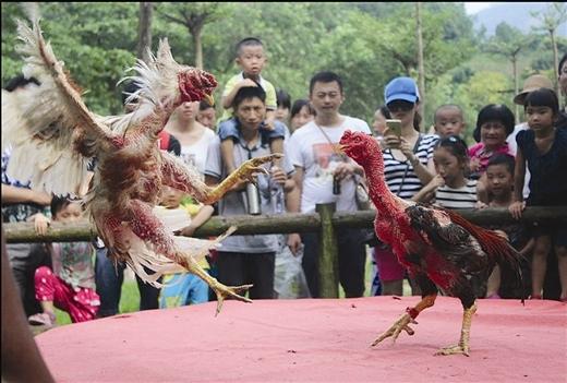 斗鸡场地设计图片图片