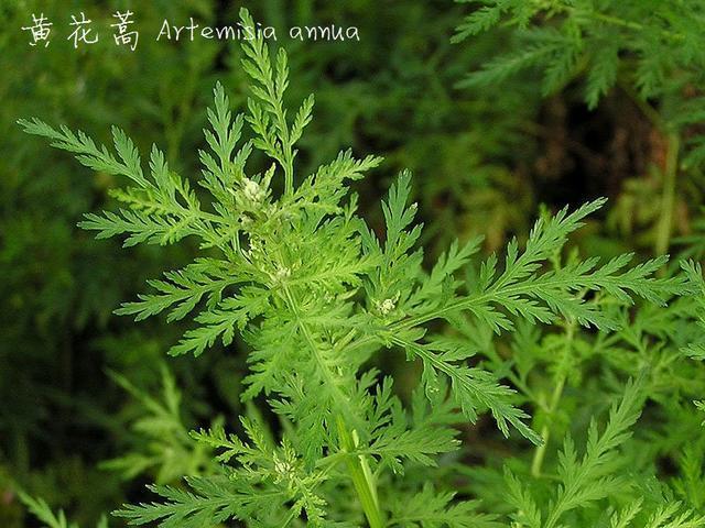 其實,這是植物學名稱和藥用名稱不統一造成的混亂.