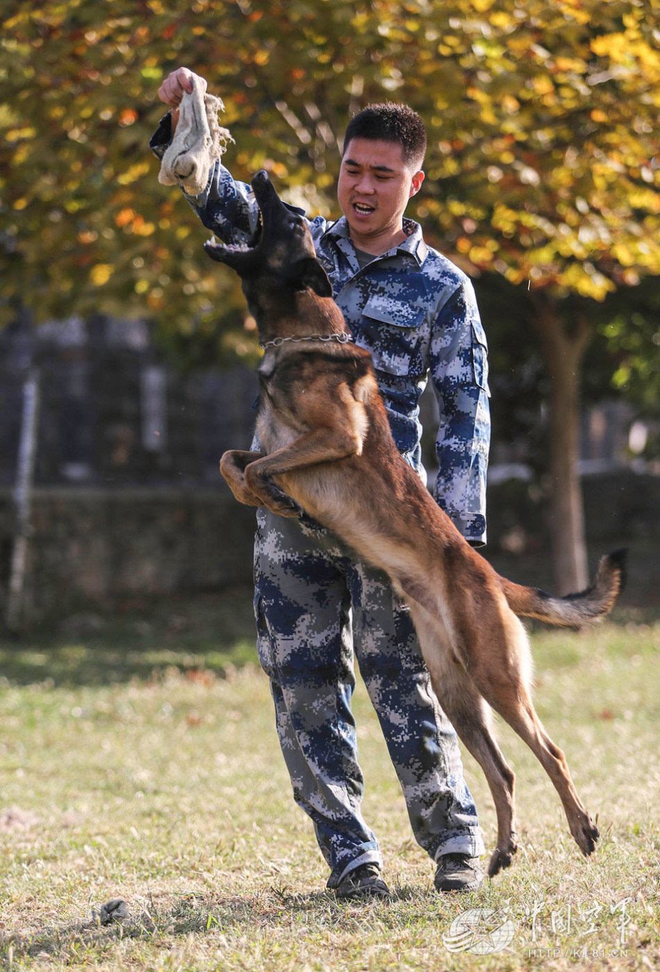 空军训犬基地人少狗多 小家伙们会救人会闹情绪