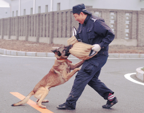 这里的警犬 抓过杀人犯