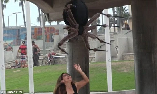 trollge澳洲巨蛛事件图片