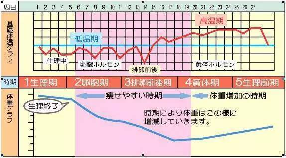 基础体温会相对较低,而当处于排卵期后半期及黄体期时,基础体温会相