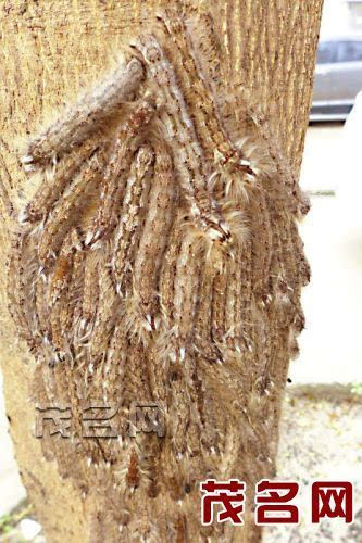 龙眼树上的毛毛虫子图片