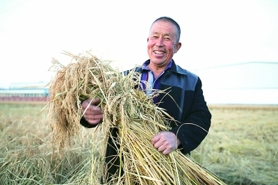 一粒大米中的东北稻作简史