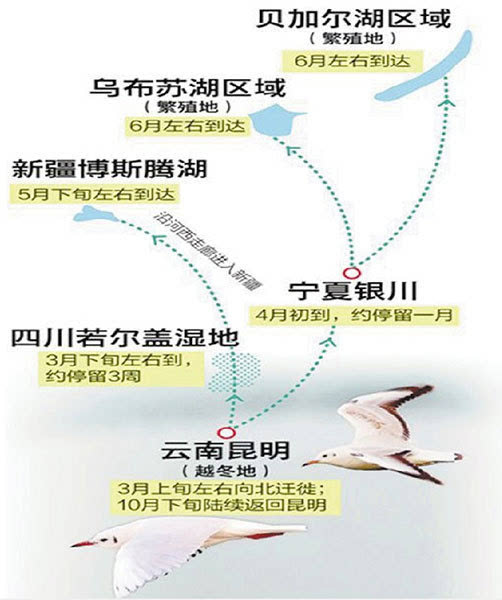 红嘴鸥30余年迁徙之谜揭晓 小精灵来自4大湖区域