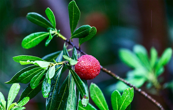 梅雨时节,又见江南梅子红【深氧界的夏天】