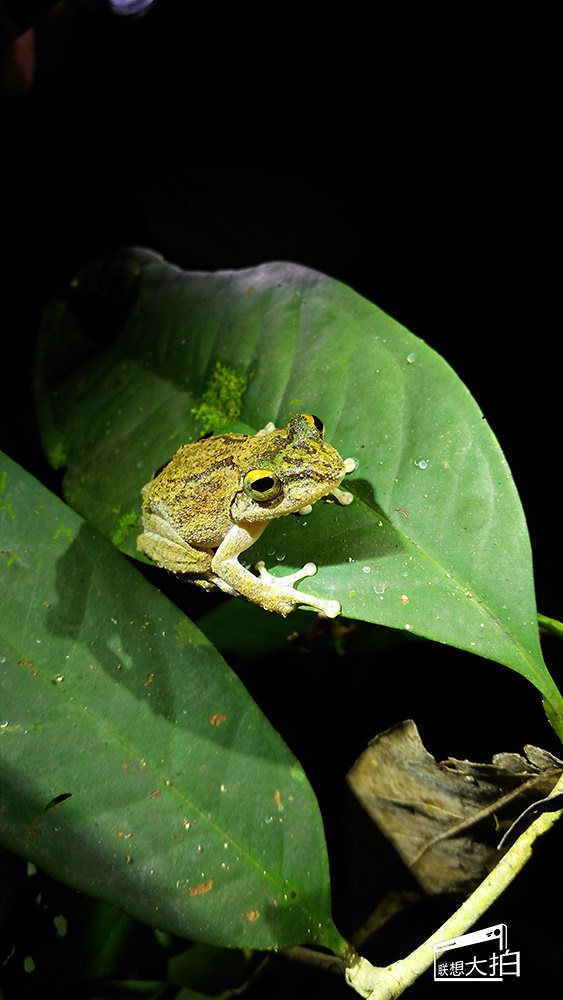 夜探發現最多的,還是各種蛙類,這是飾邊樹蛙(frilled-tree-frog),在一