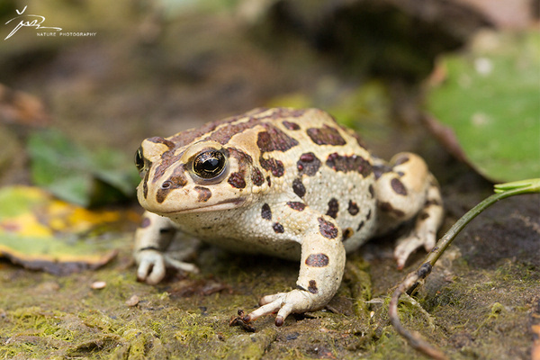 自然记my2015——我的自然摄影回顾