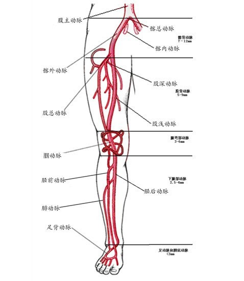 小腿血管示意图图片