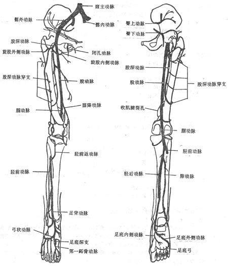 小腿动脉解剖图图片