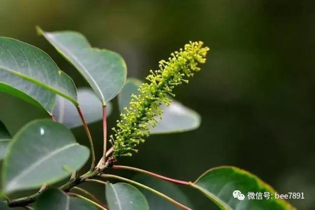 蜜蜂養殖十九種主要蜜源植物分佈及開花期要記牢