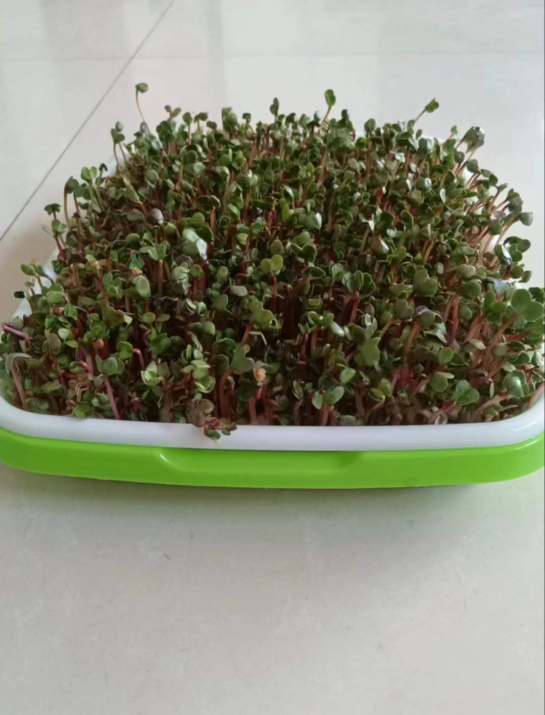 献县,一座被爱包围的县城_中华网