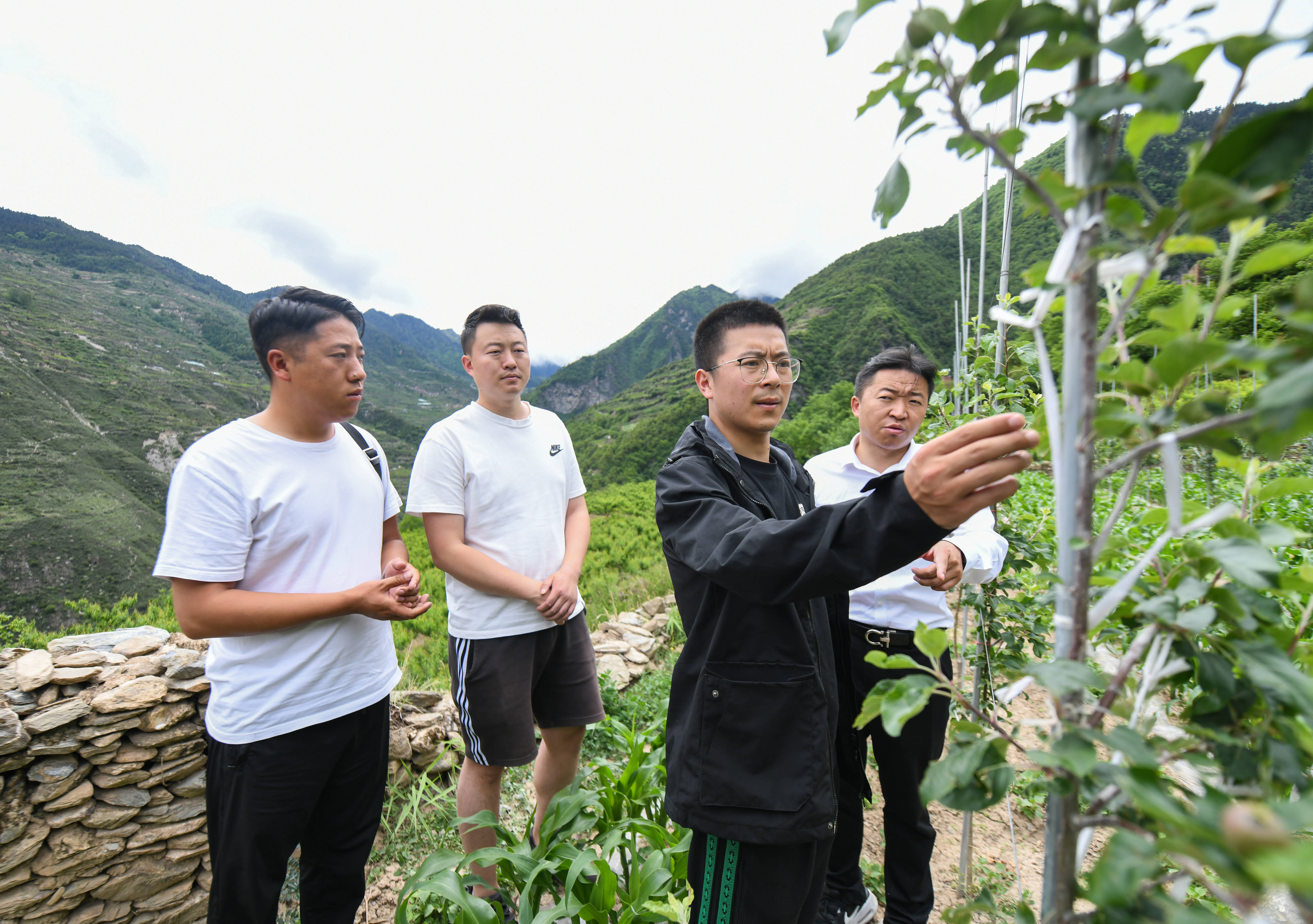 王光强(右二)在考察高山苹果品种(6月2日摄)