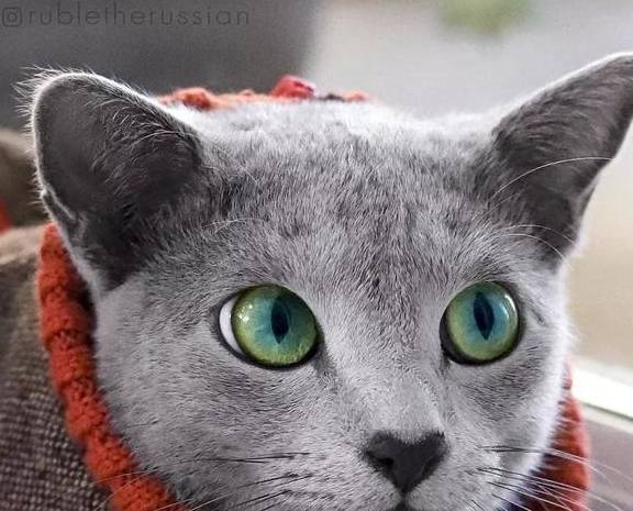 央视新闻客户端超有趣的变脸猫大赛猫看后自己都笑了