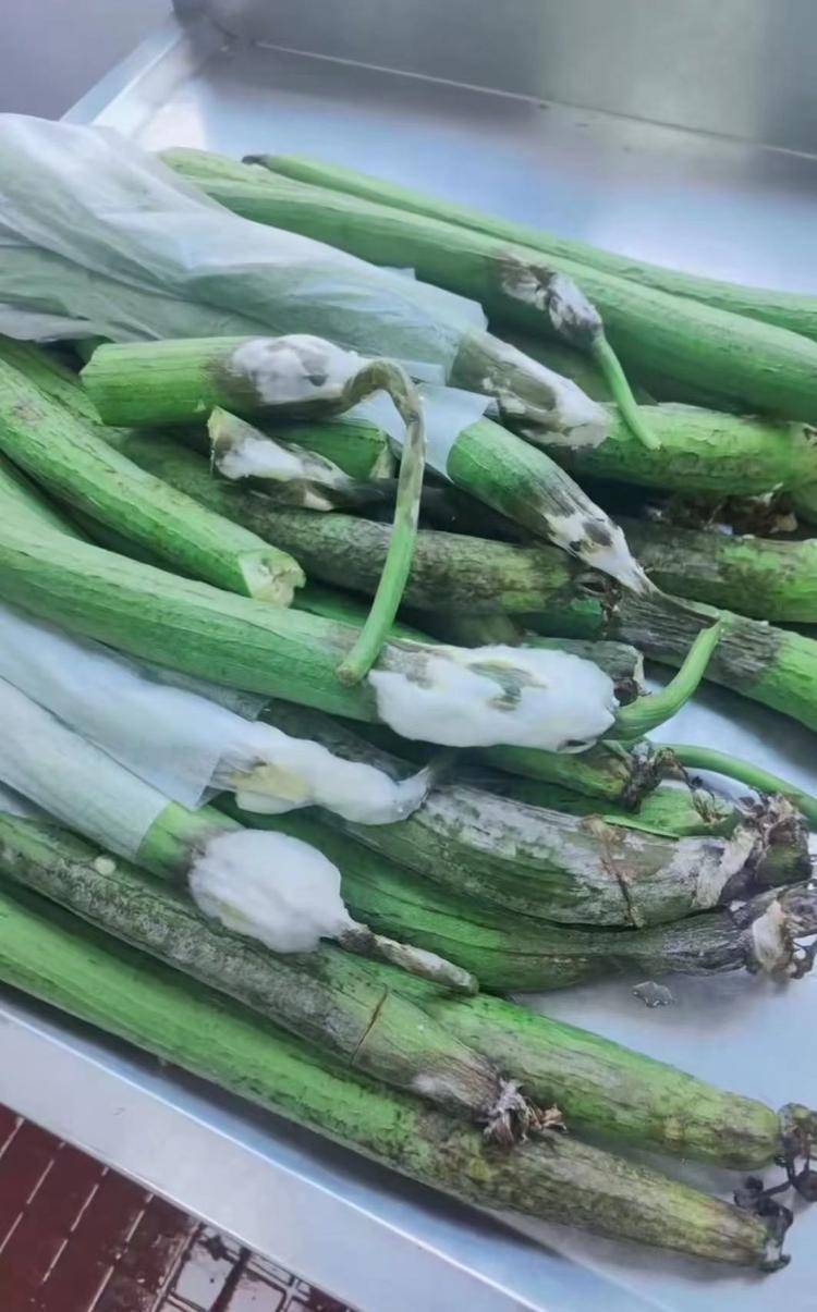 打开app，查看更多精彩图片视频画面显示，给学校食堂配送的丝瓜、白菜、
