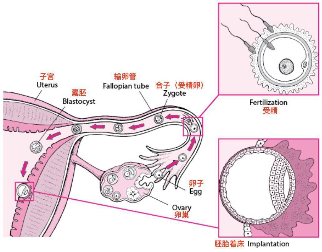 受精卵发育过程丨原图：《默沙东诊疗手册》当自然生育难以顺利完成时，