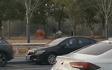 【江苏】南京一头疯牛失控冲入街头顶拱路人 街道办：派出所已与养牛村民沟通处理